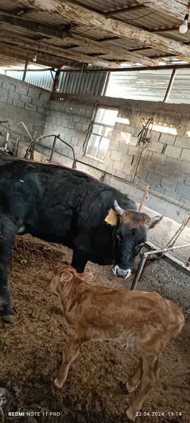 Коровы, быки: Продаю | Корова (самка), Тёлка | Для разведения, Для молока