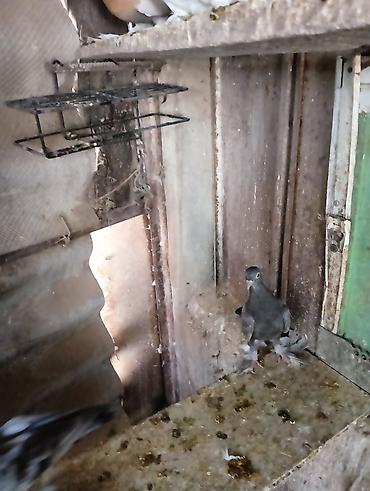 Птицы: Продаю молодых голубей 1 шт стоит пятьсот сом окончательно родители — 15