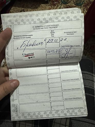 Продажа кошек: Шотландская вислоухая кошка, окраса блю (серо‑графитовый). Короткая — 6