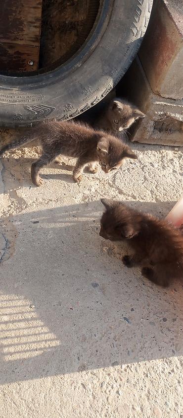 Кошки: БЕСПЛАТО отдам в хорошие руки Котёнок, окрас сплошной серый — 5