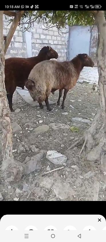 Tecili satilir 2,qoca etdiyede satilir kilonan damazdiqada fikri ciddi lalafo.az -da Tecili satilir 2,qoca etdiyede satilir kilonan damazdiqada fikri ciddi