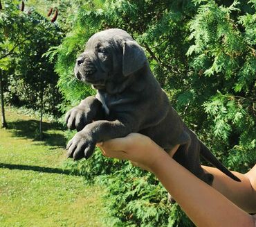 Psi: Ako tražite vernog člana porodice, obratite se nama i postanite — 24