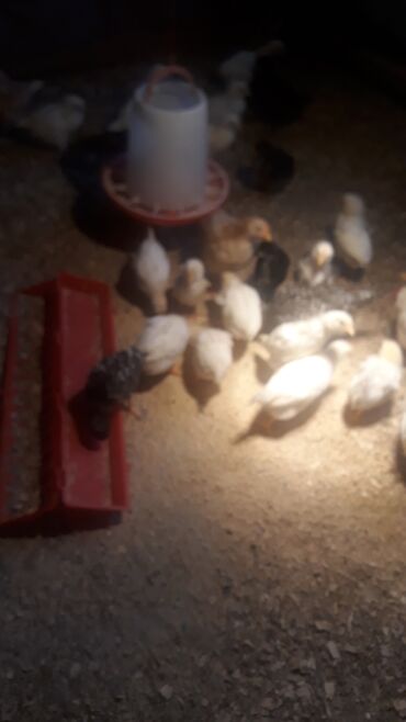 токарный станок сколько стоит in Кыргызстан | ТОКАРНЫЕ СТАНКИ: 2х месячные цыплята, хайлан сони грей несушки. Ваксинированый