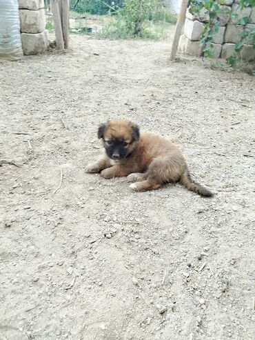итлер: Zvonok, 1 ay, Dişi