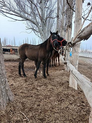 Лошади, кони: Продаю | Жеребенок | Полукровка | Рабочий — 3