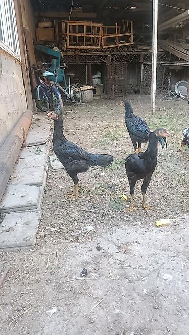 кой тащ: Продаю | Куры | Бойцовая | Для разведения — 2