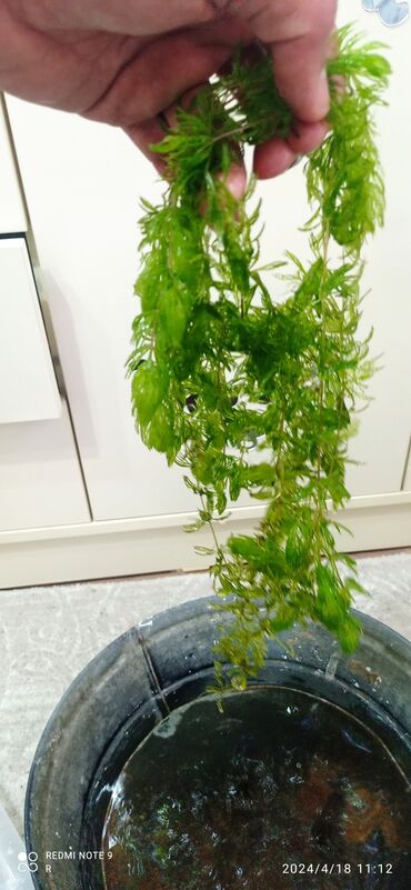 akvaryum bitki: Raqalawnik. porsu 5 AZN. akvada bala baliqlarin gizlənib böyüməsi üçün