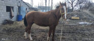 животные лошади: Продаю | Конь (самец) | Конный спорт