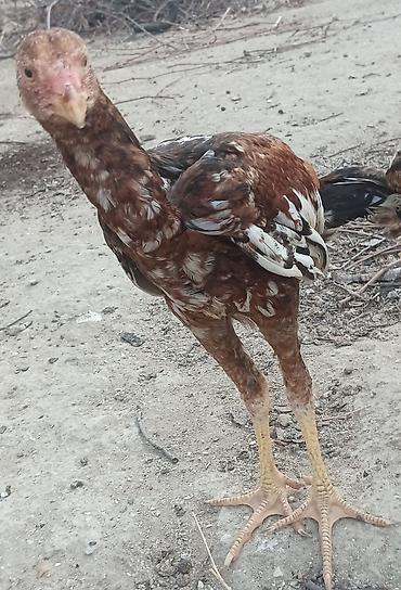 pitbul balasi satilir: Toyuq cücələri, Damazlıq, Ünvandan götürmə — 3