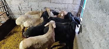 Баран, овца: Продаю | Баран (самец) | Гиссарская | На забой | Племенные — 4