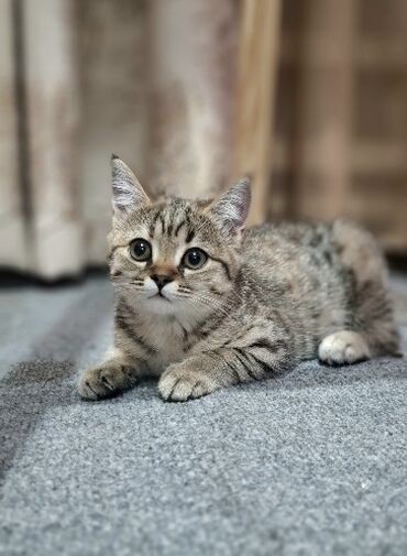 где можно купить телят симментальской породы: Скотиш Страйт (Шотландская прямоухая), 3 месяца, Девочка, Приучена к лотку, Проглистована