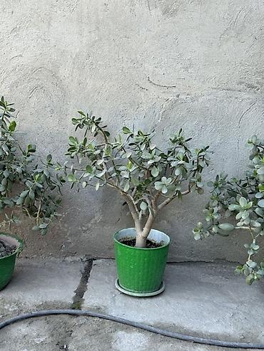 саженцы кокон гилас: Толстянка (денежное дерево) в горшках. - Сорт: Crassula ovata — 2