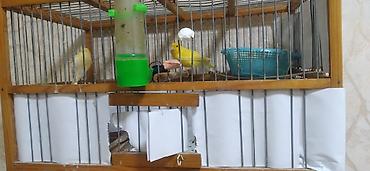 bulbul satılır: Hazir cutuler saglam quslardi qefes qarisig satilir — 1