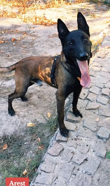 Вязка собак: Вязка: Бельгийская овчарка, Самец, 3 года, С прививкой, С родословной — 7