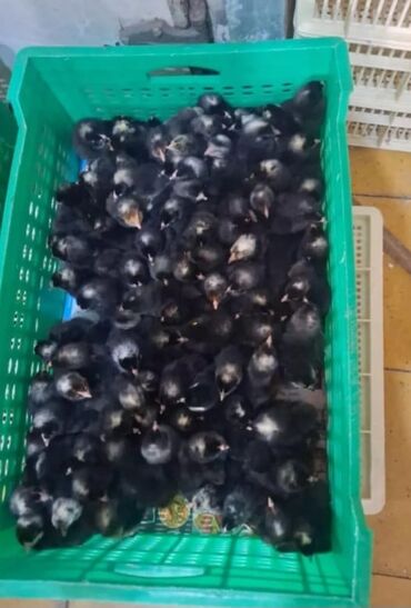 heyratı cücələri: Xarkov cücələri bütün rayonlara çatdırma pulsuzdur kim isdese zakaz