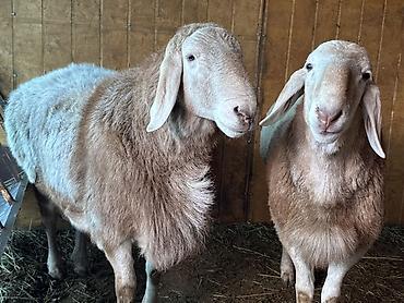 Баран, овца: Продаю | Баран (самец) | Арашан | Для разведения | Племенные, Осеменитель — 10