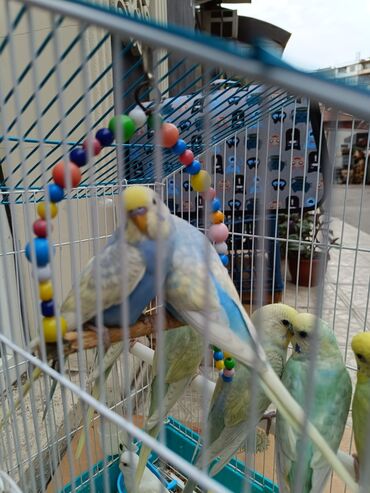 Tutuquşları: Papuqaylar 13₼
Qəfəslər 12₼ — 5