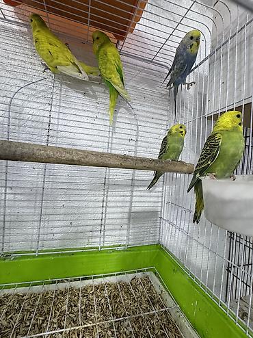 сколько стоит лошадь в азербайджане: 4 ədəd quşdu 3 ü 10 manatadan 1 ədəd cex var aralaraında onun qiymeti — 5