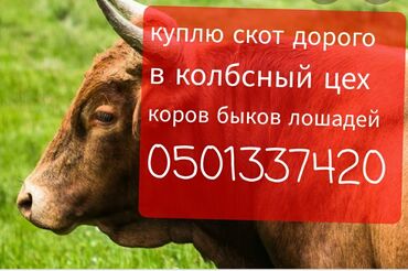 �������� ���� �������������� в Кыргызстан | Куплю с/х животных: Куплю скот в колбсный цех коров, быков, лошадей принимаю дорого