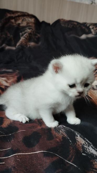 кошка породистый: Готовы к продажи чистокровные котята породы Шотландские ( скоттиш фолд — 2
