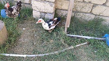 derzi quşu: Lal ördək satılır. Hazır yumurtalayan dişi heyvanlardı. Qiymət bir — 2