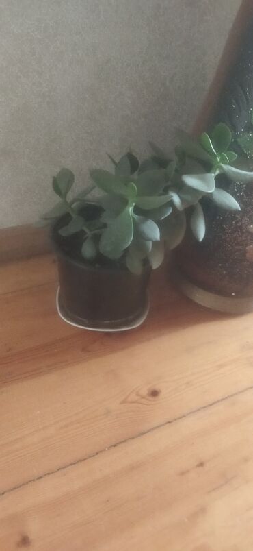 Otaq bitkiləri: Satış üçün müxtəlif otaq/balkon bitkiləri seti. razılaşma yolu ilə -da lalafo.az — 11 Otaq bitkiləri: Satış üçün müxtəlif otaq/balkon bitkiləri seti. razılaşma yolu ilə — 11