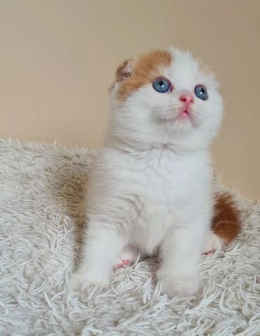 лопоухий кот: Продаётся шотландский котик, очень умный и ласковый.всему обучен 3