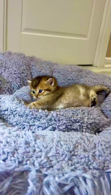 Pişiklər: Şotland yastı qulaq, Erkək, Dişi, Yaxşı əllərə, Ünvandan götürmə, Pulsuz çatdırılma, Ödənişli çatdırılma — 46