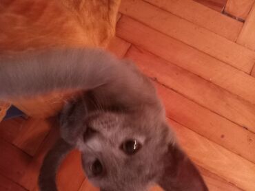 Pişiklər: Şotland, Erkək, Yaxşı əllərə — 1