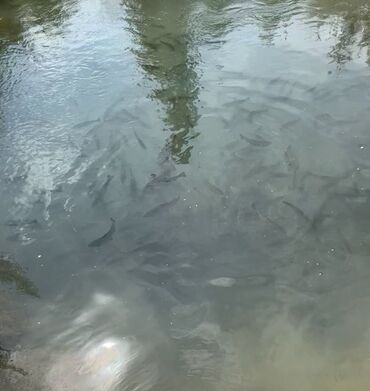 аквариумные раки: Рыба для зарыбления водоёмов - Вид: пресноводная рыба