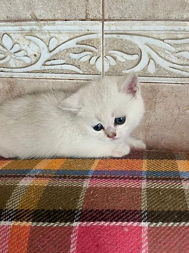 Pişiklər: Şinşilla, Erkək, Dişi — 7