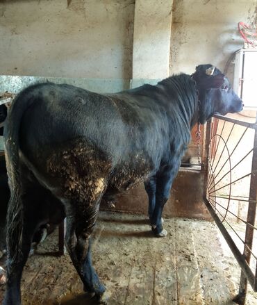 продажа домашних животных: Продаю быка 4 месяца над аткорумом стоял