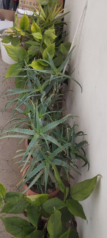 Otaq bitkiləri: Qadın xöşbəxtliyi gülü, torpağı münbit torpaqdır,gül sağlamdır,ev və — 9