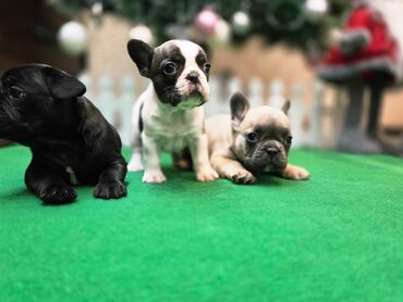 Psi: Štenci francuskog buldoga. U novogodisnjoj ponudi sjajno leglo na lalafo.rs — 1 Psi: Štenci francuskog buldoga. U novogodisnjoj ponudi sjajno leglo — 1