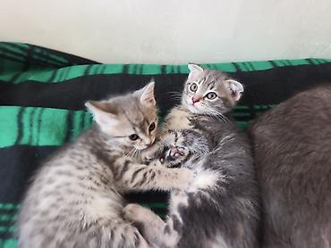 Продажа кошек: 🐾 Пушистое счастье ищет дом! 🏡 потрясающая девочка ушки стоячие — 8