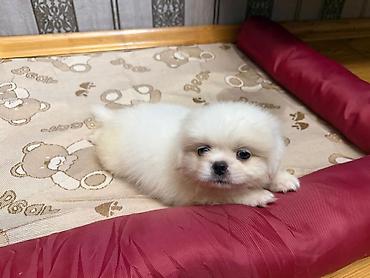 pes alım satım: Pekines, 1 ay, Erkək, Sənədli, Ünvandan götürmə, Pulsuz çatdırılma — 5