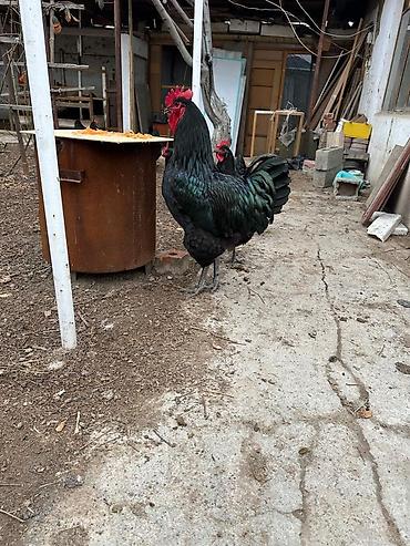 Куры, петухи: Продаю | Инкубационные яйца | Для разведения — 8