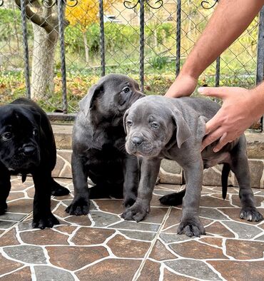 İtlər: Kane-Korso — 10