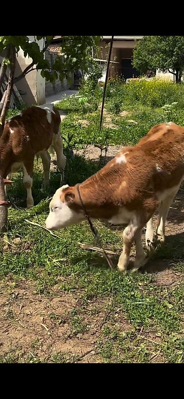Dana, buzov: 2 baş simmental tipli dana - Növ: ətlik-südlük istiqamətli simmental — 12