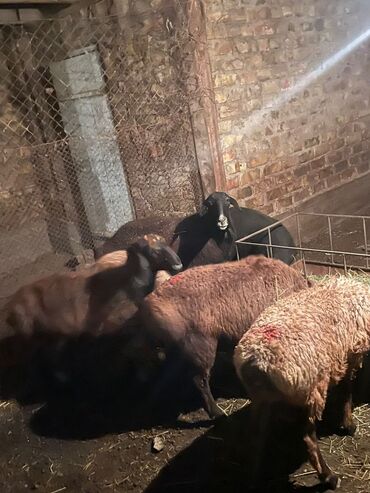 купить восточно европейскую овчарку: Сатам | Ургаачы кой (ургаачы), Козу, Кочкор (эркек) | Гиссар, Арашан | Союуга, Көбөйтүү үчүн | Асыл тукумдуу, Бооз, Бычылган