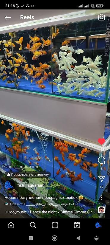 Аквариумы: Рыбки более 40 видов. Аквариумные рыбки. Рыба бишкек. Балык. Алтын — 3