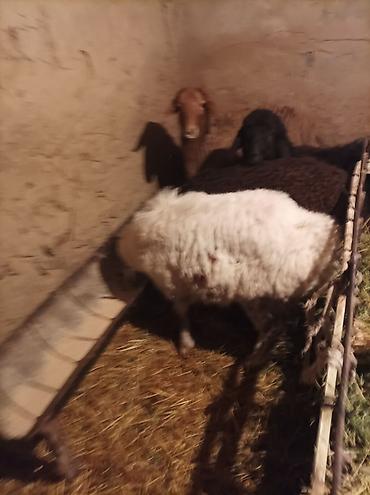 Баран, овца: Продаю | Ягненок | Для разведения — 17