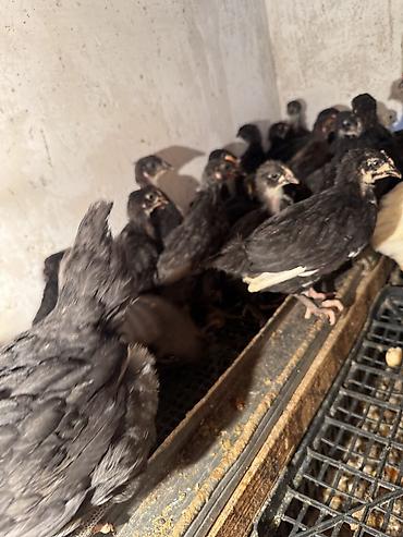 Птицы: Продаю цыплят — 9