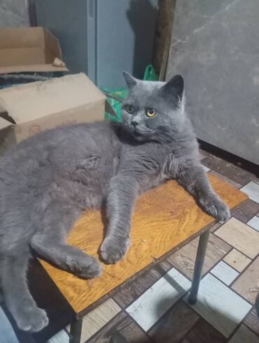 мейн кун бишкек 😺 питомник lyubushka 🐈 купить котенка 🐾 цена фото: Ит кууту: Скотиш Страйт (Шотландиялык тик кулактуу), Эркек, 3 жаш, Көгүлтүр