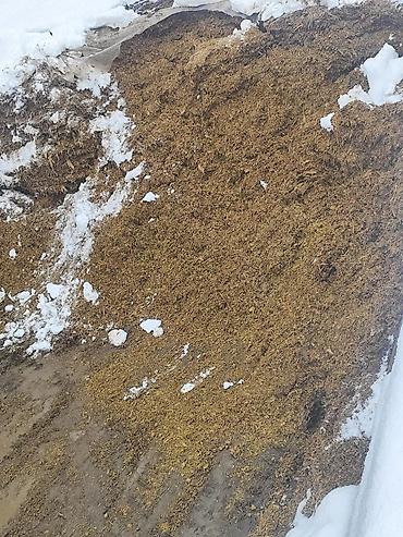 Корма для с/х животных: Кукурузный силос 7 сом + доставка сенаж 8000 сом + доставка качества — 3