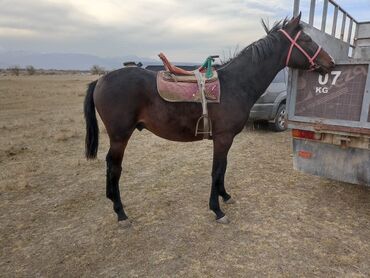 сойгонго уй: Чуй районуна тоодо бодо мал караганга бойдок же уй булолуу малчы керек