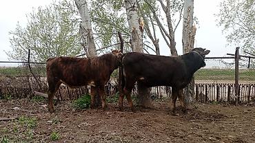 Коровы, быки: Продаю | Бык (самец) | На откорм | Привязанные — 9