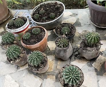 Кактусы: Круглые кактусы (семейство Echinopsis/Notocactus), в отдельных горшках — 1
