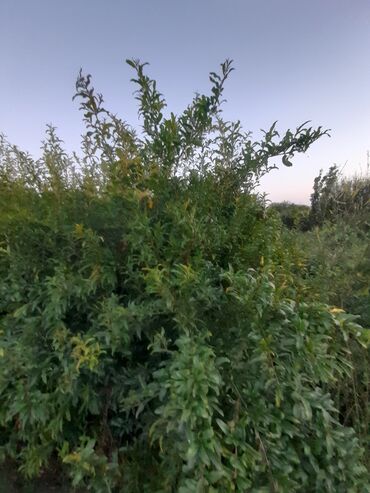 nar çəkən aparat: Tinglər