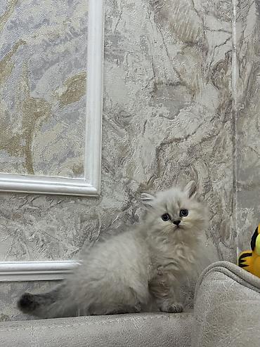 heyvan paltarı: Şinşilla, Dişi, Yaxşı əllərə, Ünvandan götürmə, Pulsuz çatdırılma, Ödənişli çatdırılma — 2